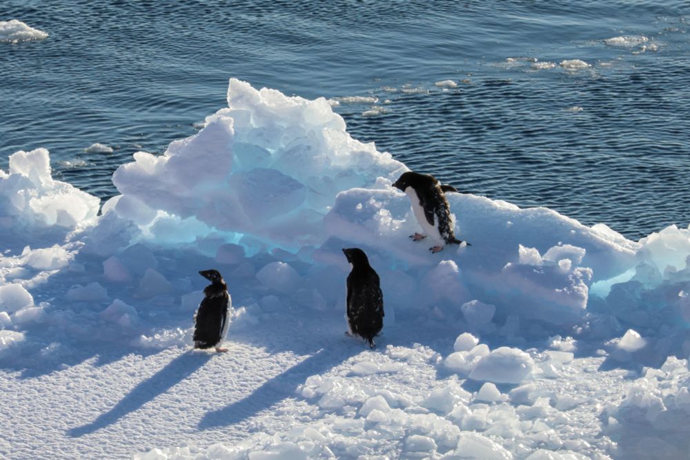 Adelie penguins part way through their annual moult on a piece of sea ice.