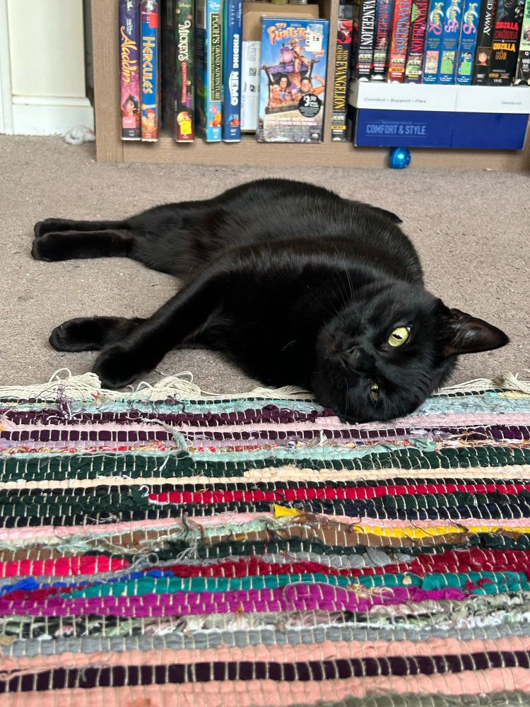 Vinnie, now flipping onto the floor, with his cheek on a carpet. He’s the comfortable guy.