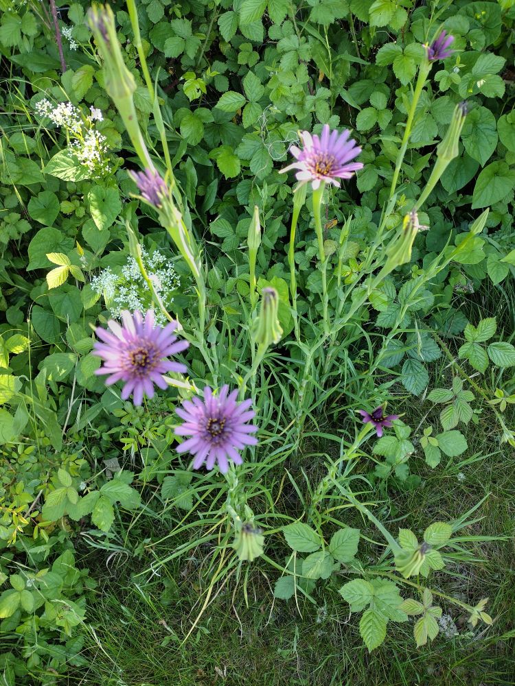 Purple daisy-like flower growing upright, about 75cm tall.