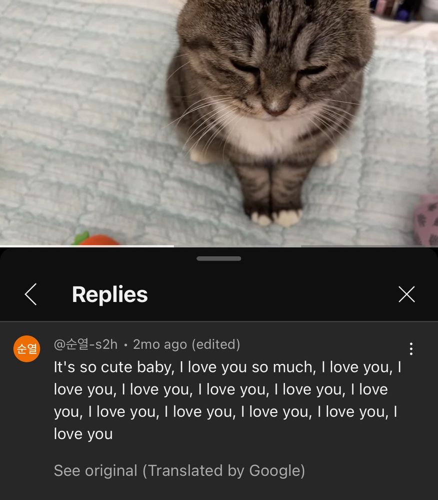 image of a YouTube video of a cat, with a comment saying "It's so cute baby, I love you so much, I love you, I love you, I love you, I love you, I love you, I love you, I love you, I love you, I love you, I love you, I love you"