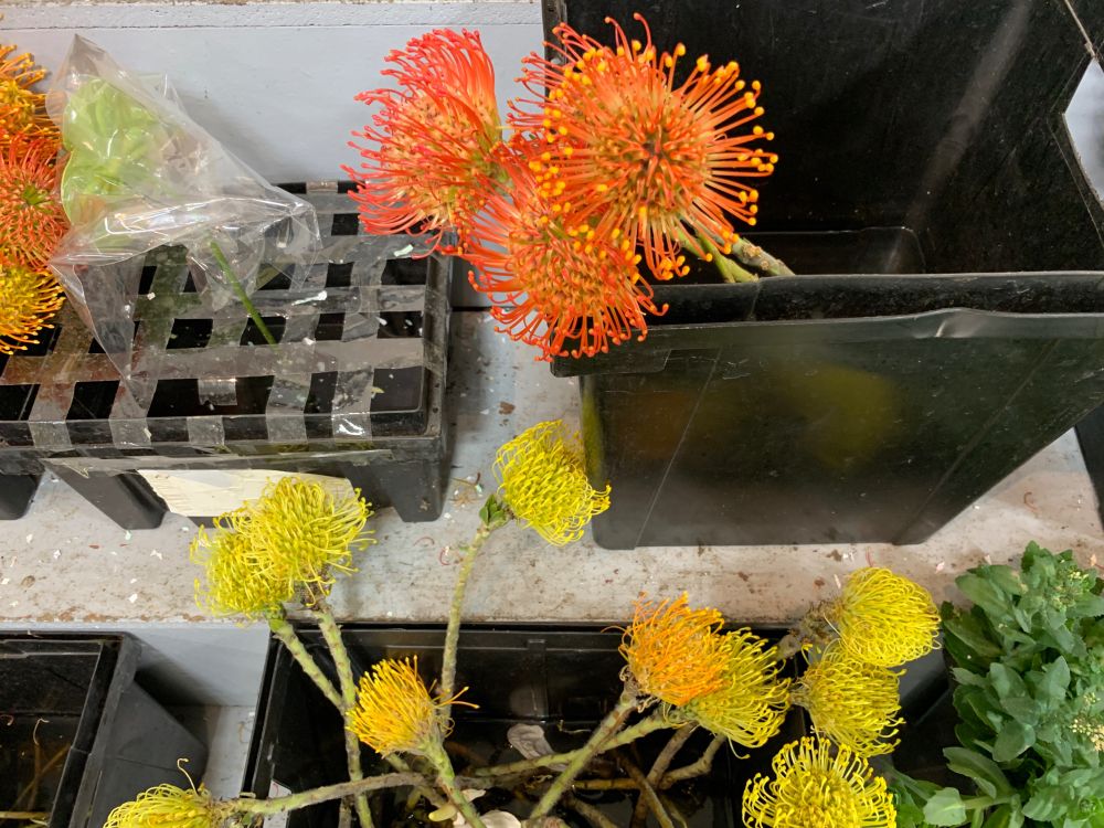 Orange pincushion flowers that look like fireworks.
