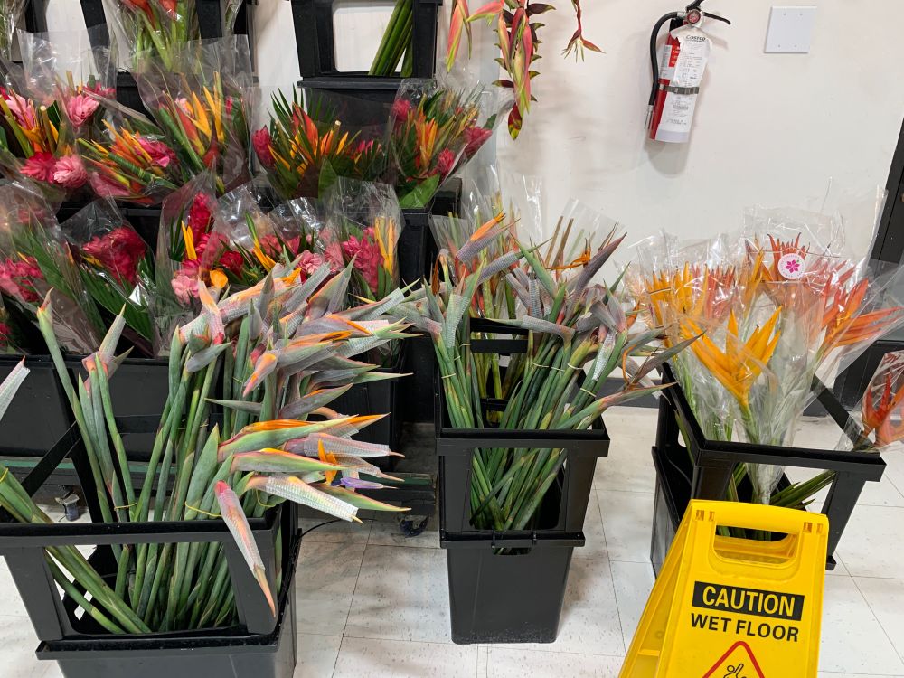 Birds of paradise, and maybe ginger?