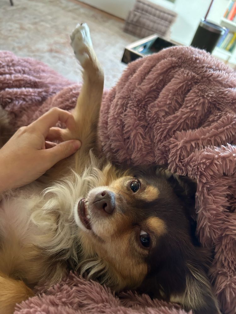 Adorable dog 