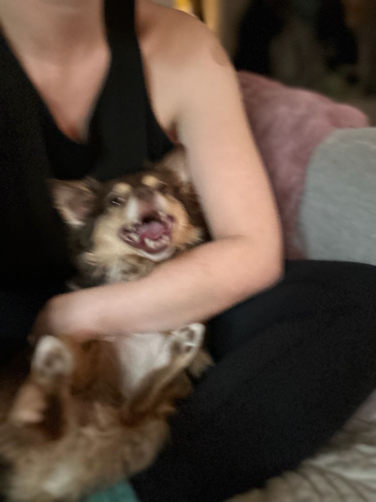 Adorable dog