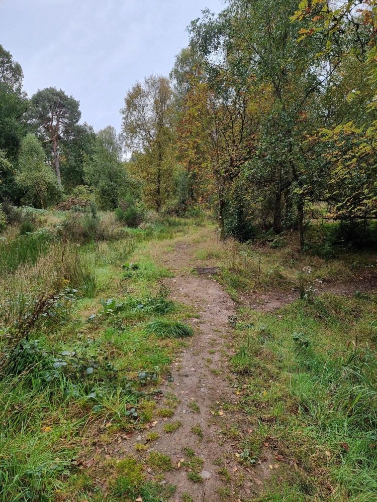 A dirt path leading through a forest. One branch goes off to the right, and another disappears into the forest ahead. 