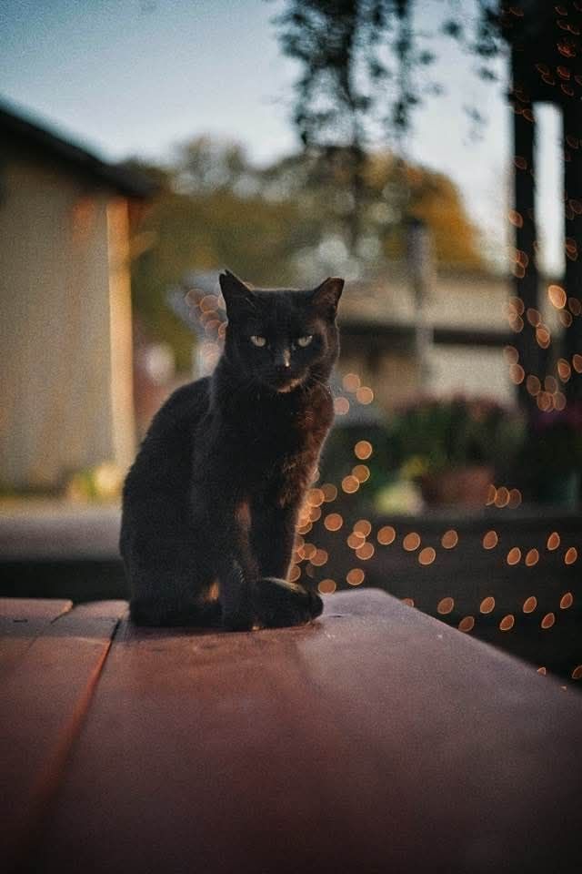 A black cat sitting on a wooden surface outdoors, with warm bokeh lights in the background and soft evening light. The cat is facing forward with a calm posture, and the background shows blurred buildings and trees.