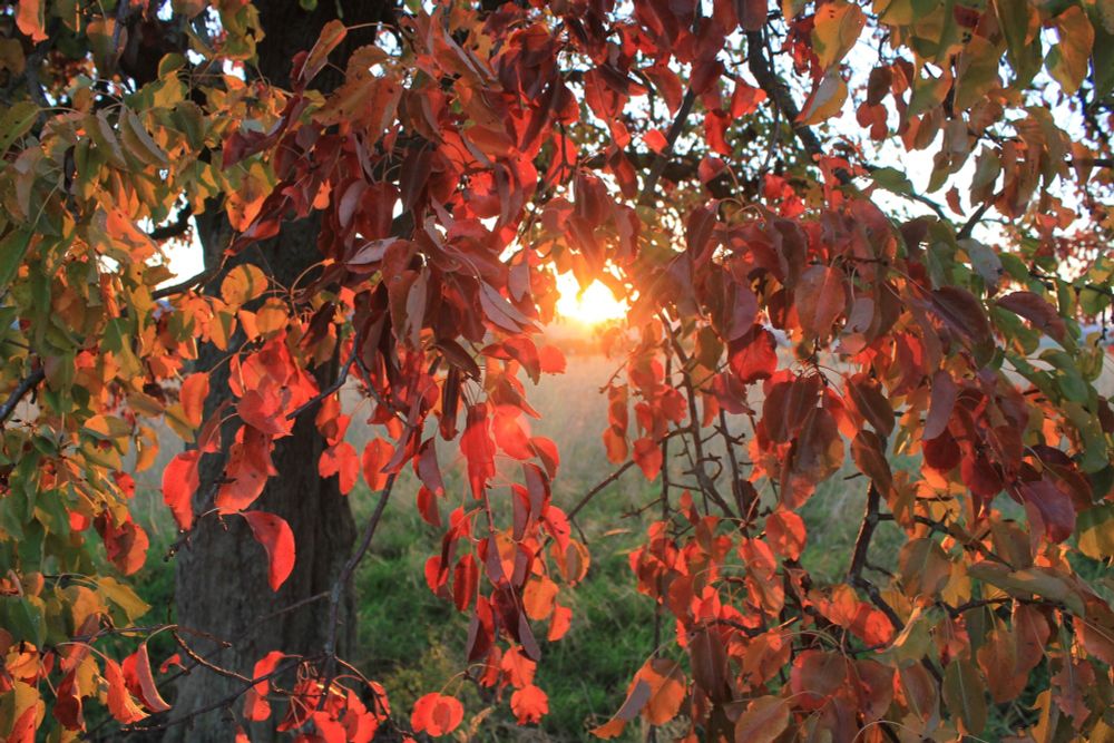 Die untergehende Sonne scheint genau mittig durch die Zweige hindurch. Das Laub ist rot gefärbt und leuchtet im Licht