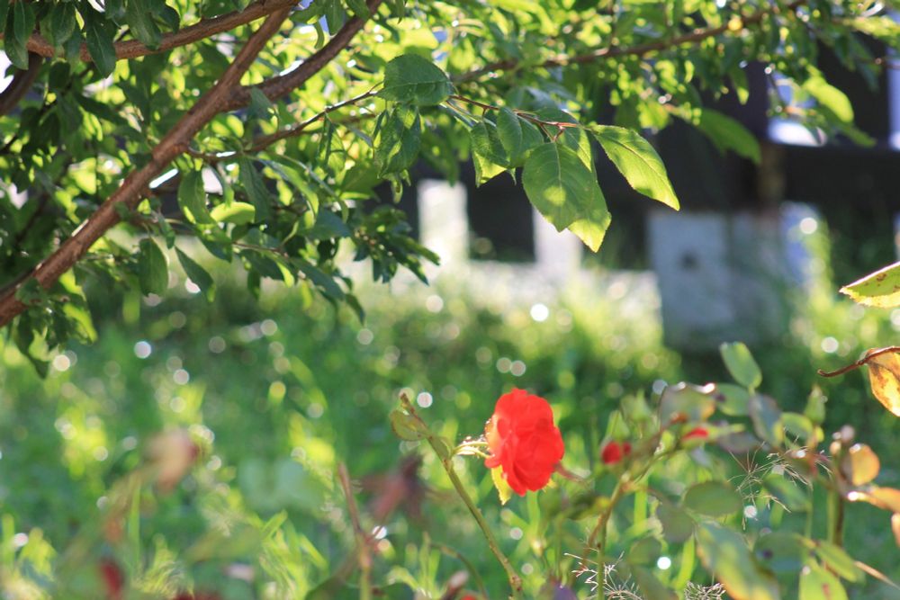 Im Fokus ist eine einzelne rote Rose zu sehen. Darüber die noch grünen Blätter eines kleinen Baums. Im Hintergrund sieht man Bretter eines braunen Gartenzauns. Das Gras zwischen Zaun und Rose ist nur verschwommen zu erkennen und man sieht dort helle Flecken wo die Tautropfen waren.