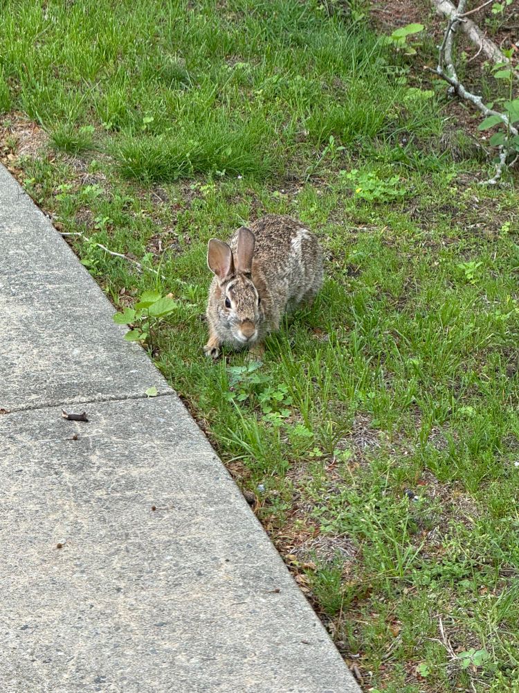 Wild rabbit in the grass