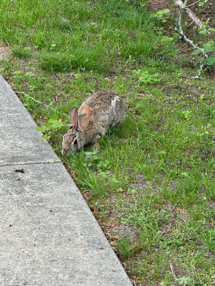 Wild rabbit in the grass