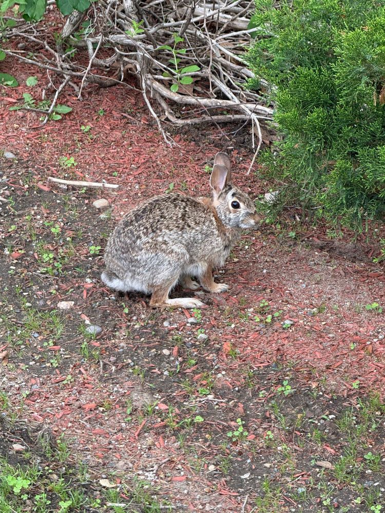 Wild rabbit in the grass