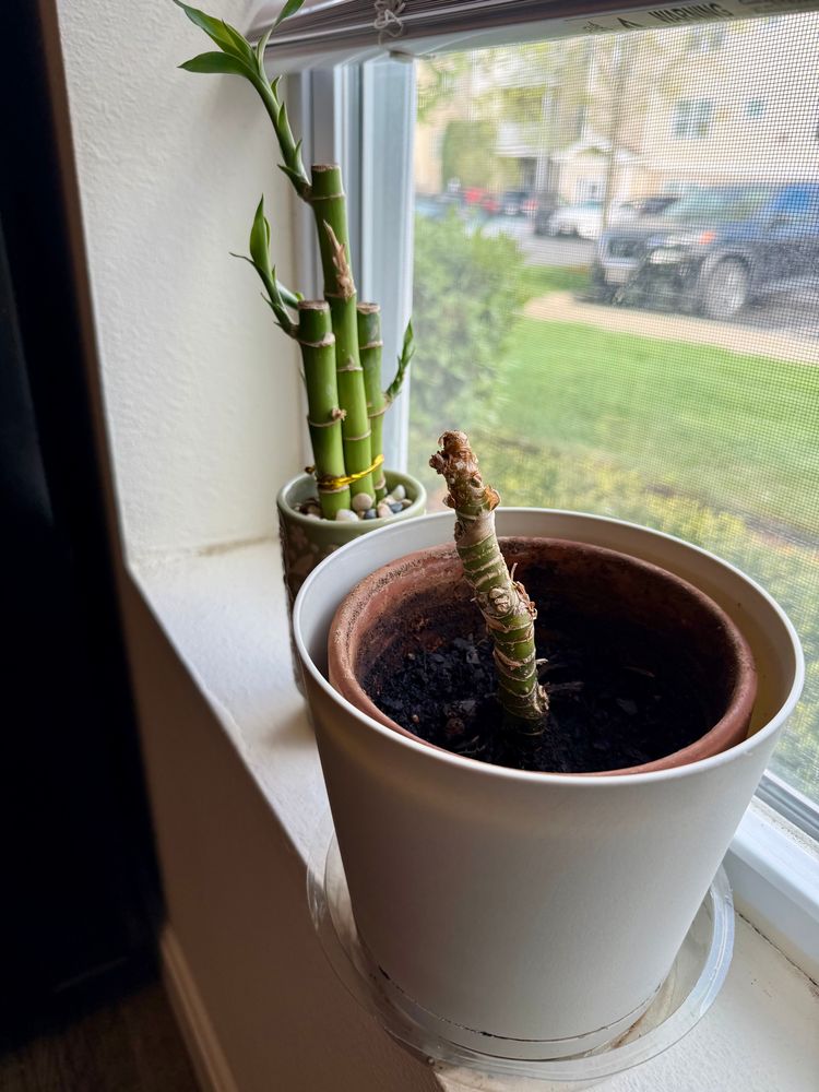 Bamboo plant with stick plant of unknown type