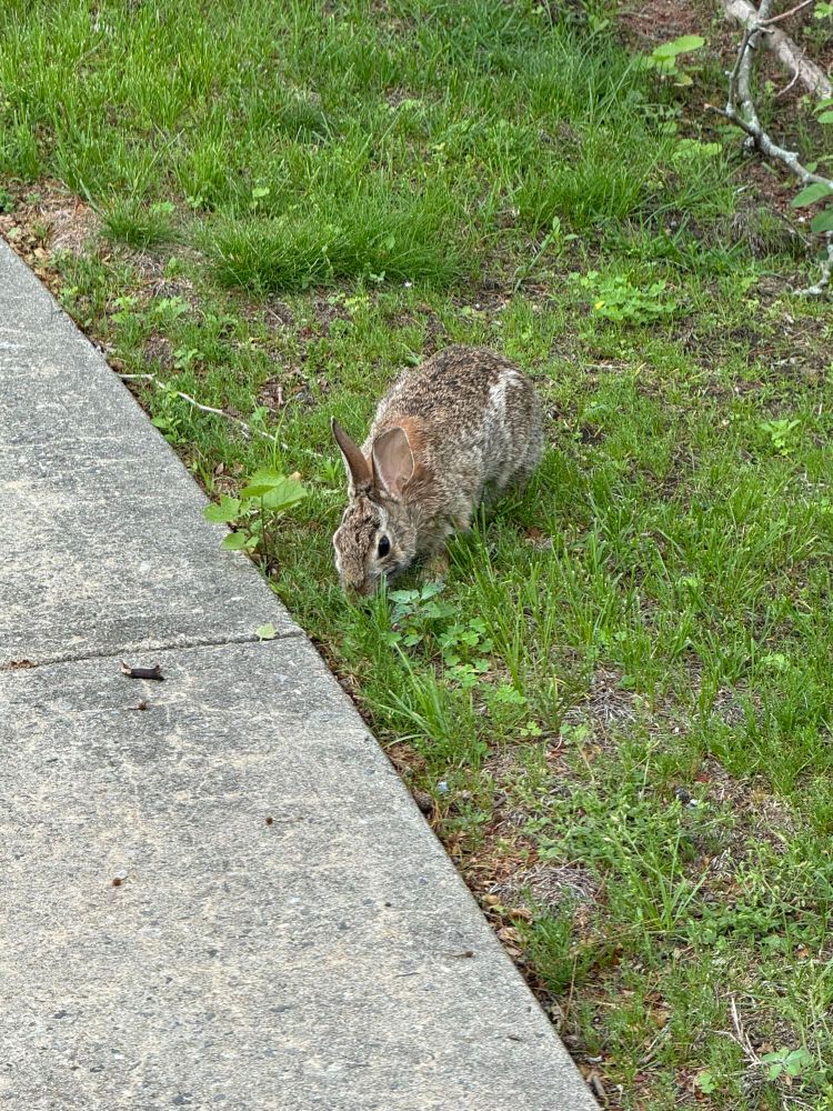 Wild rabbit in the grass