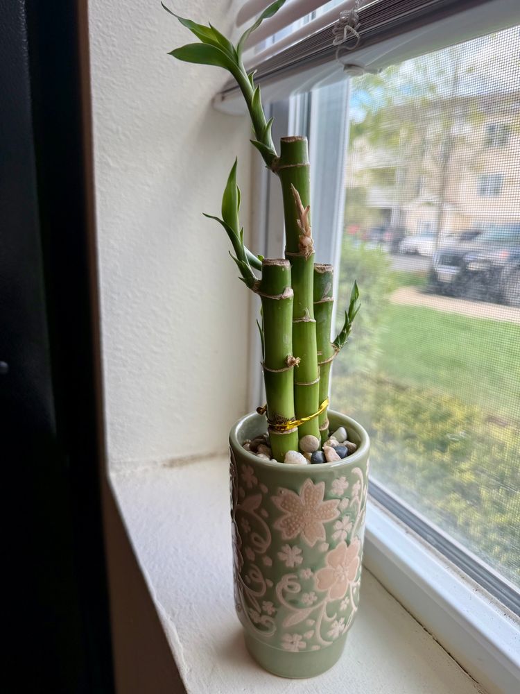 Simple three-stemmed bamboo plant