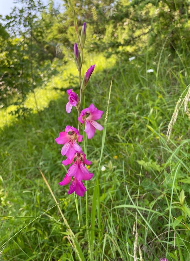 A tall wildflower with magenta-pink blossoms growing in a sunny meadow. The flower is surrounded by green grass and blurred trees in the background