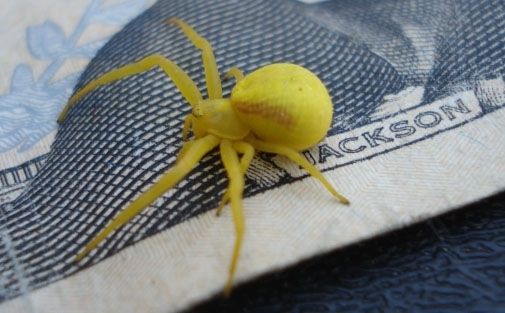 A yellow spider up close, pictured on a twenty dollar bill for scale