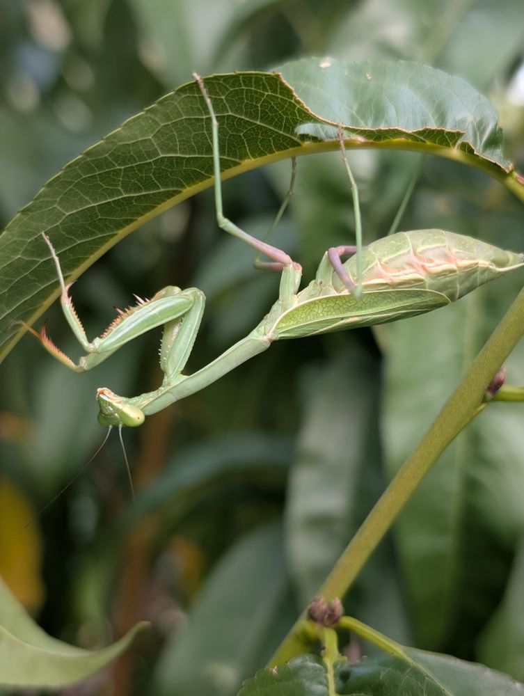A big green praying mantis hanging upside down on a leaf
