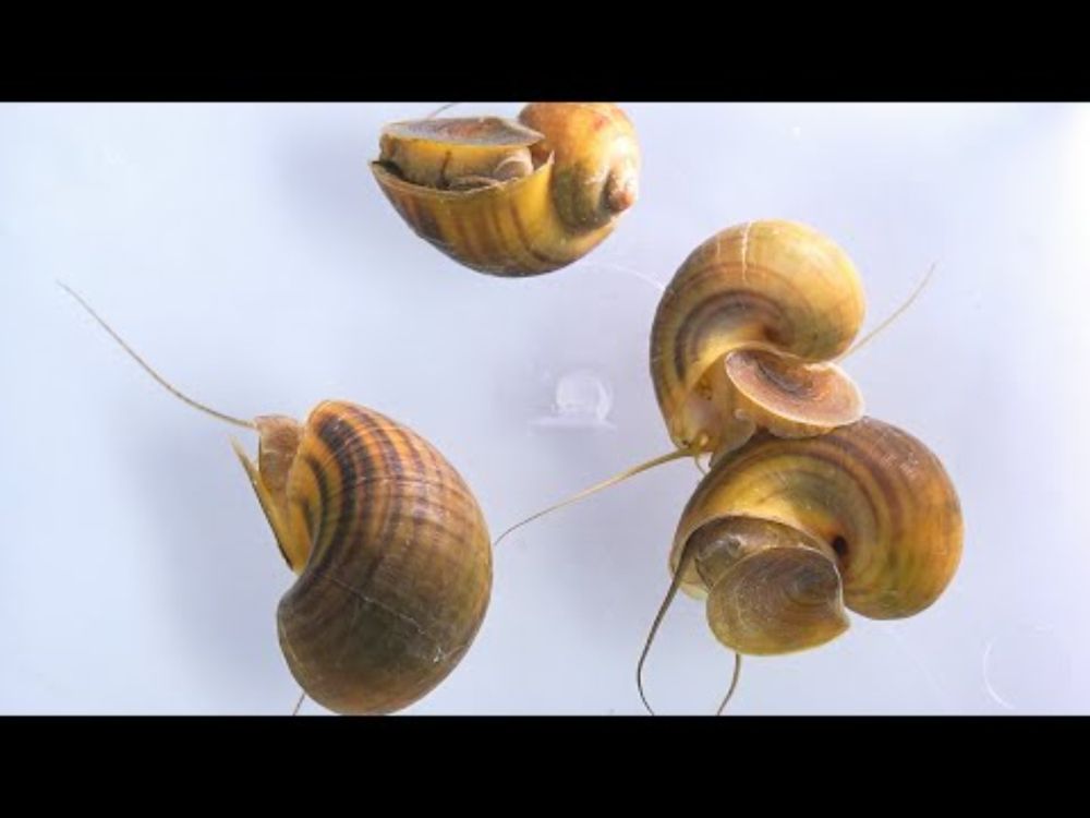 How Apple Snail research began at the Stowers Institute: unlocking the secrets of eye regeneration