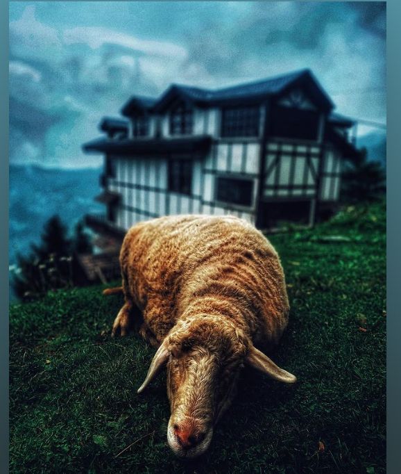 Timber frame German style hotel in background and  sheep laying down in from of camera , location Kufri Hymachal