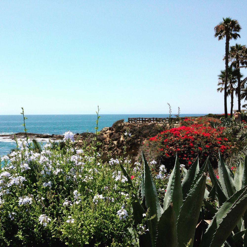 foreground is foliage including flowers and aloe, mid ground is a rocky, fenced overlook with palm trees to the right. background is the ocean meeting the sky at the horizon line. A jetty of rocks goes into the ocean.