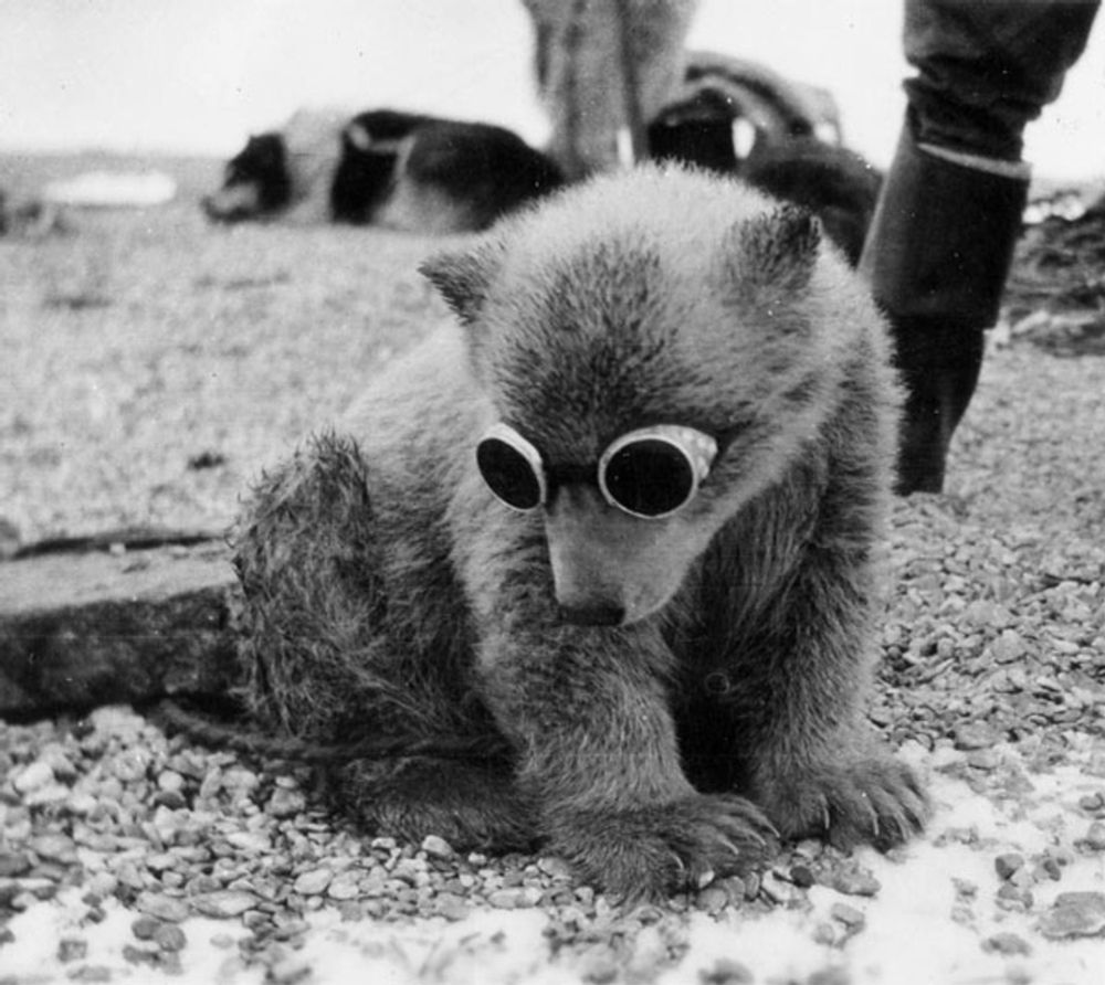 a black and white image of polar bear cub wearing sun-shading goggles, looking really cool