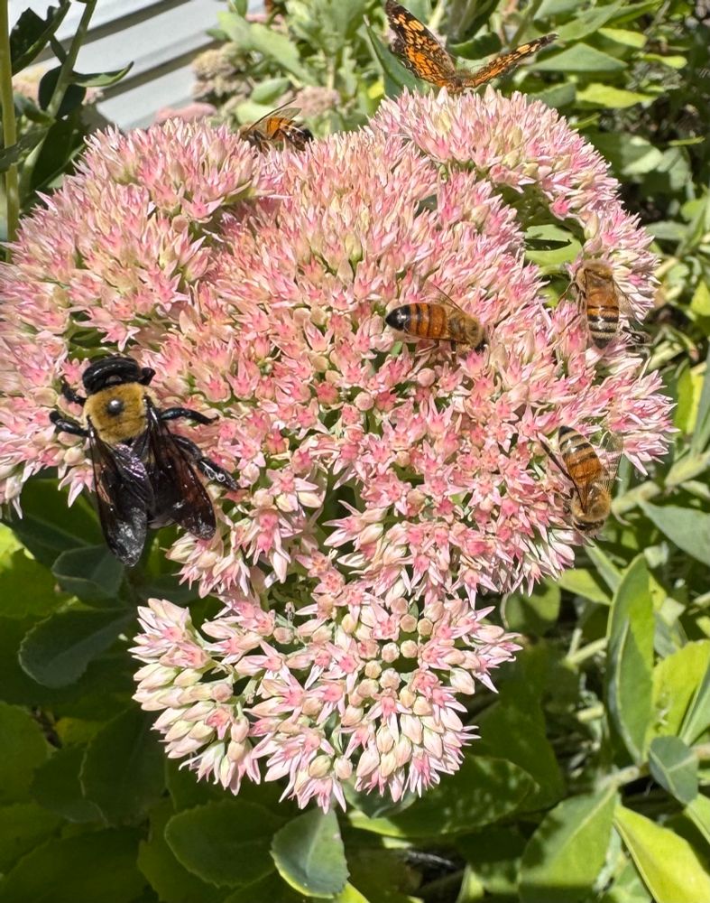 Honeybees, bumblebee, and butterfly on pink sedum. 