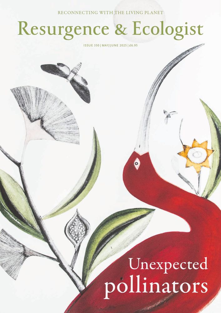Resurgence & Ecologist - Unexpected pollinators

Cover image: Mangrove by Beatrice Forshall