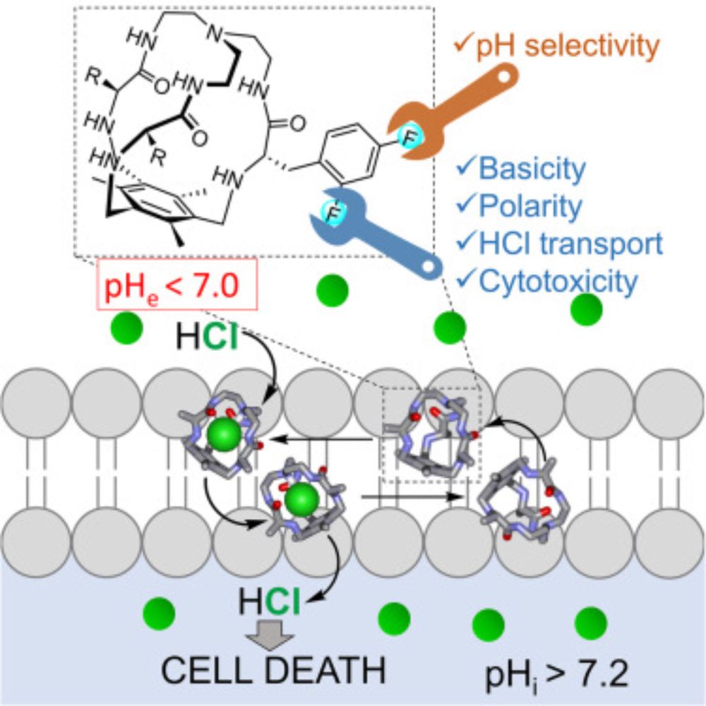 Tuning pH-dependent cytotoxicity in cancer cells by peripheral fluorine substitution on pseudopeptidic cages