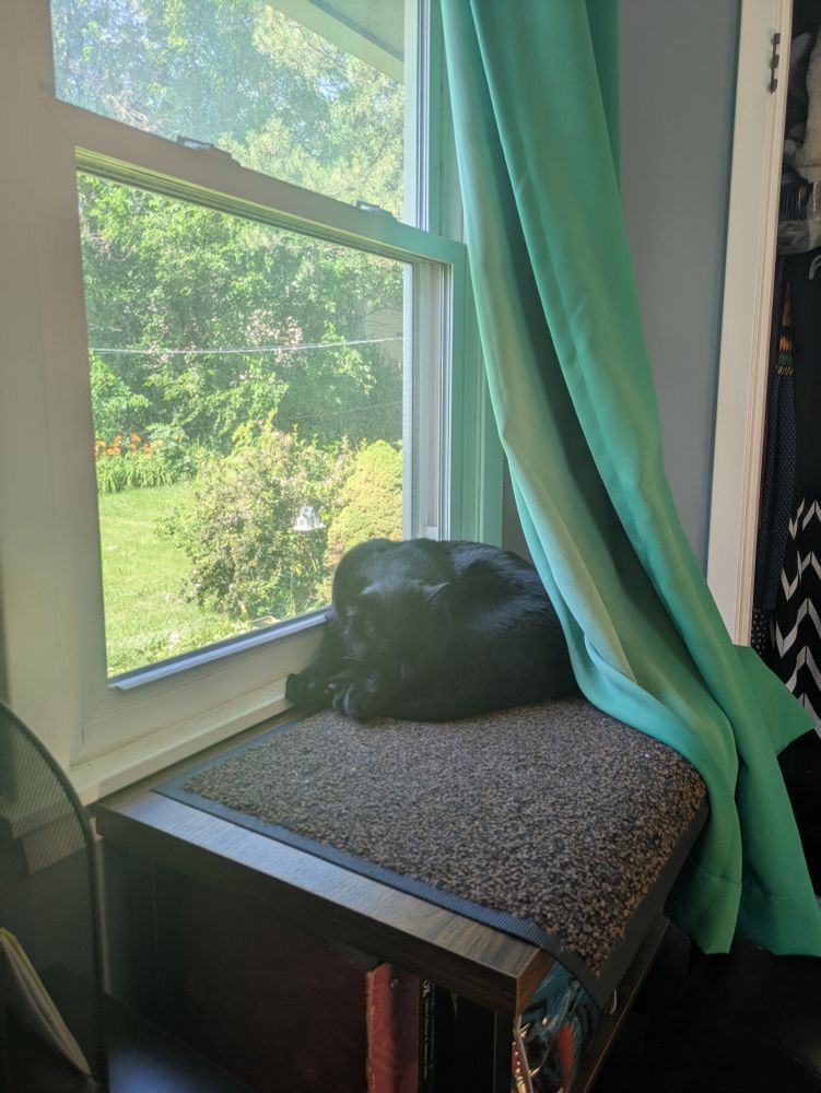 A black cat is curled up by a window, sulking because his feelings are hurt by the existence of his brother.