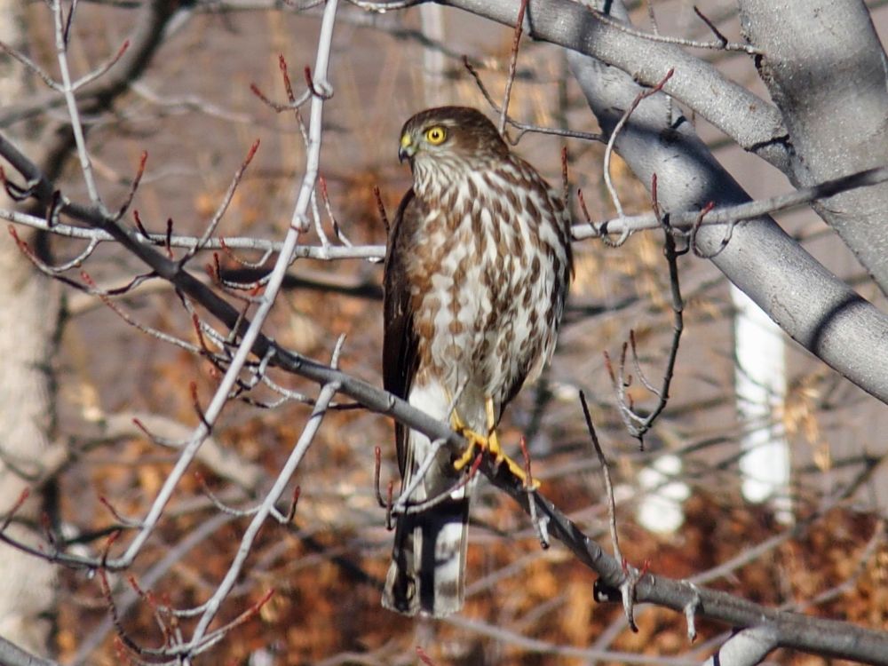 Sharp-shinned Hawk