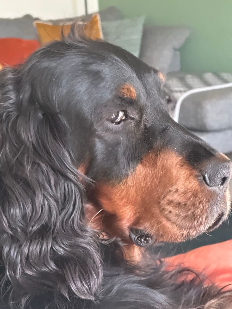 Skye my Gordon sat on the sofa , giving me the side eye 