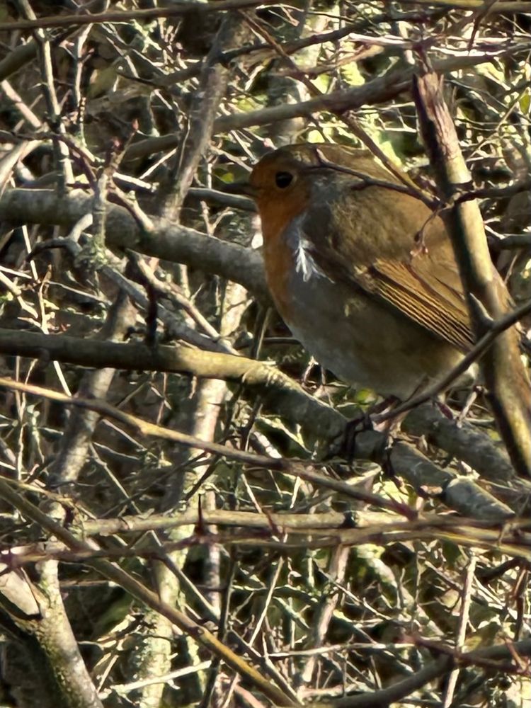 A little robin on my walk 