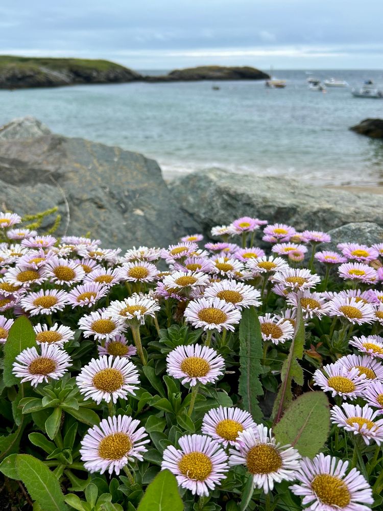 Lovely view with pink flowers by the rocks and sea in the distance