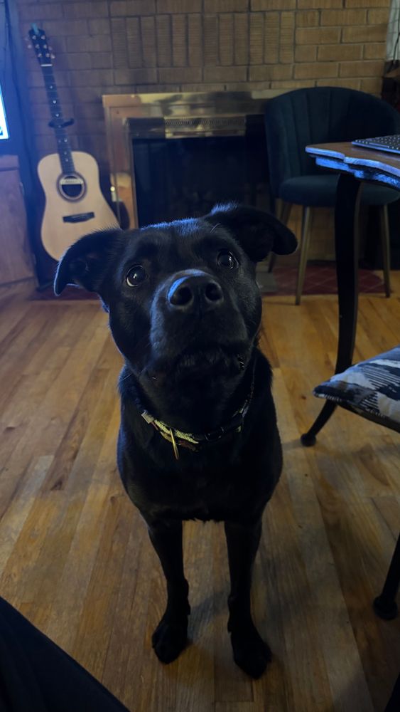 A medium sized black dog looking at the camera with a guitar in the background.