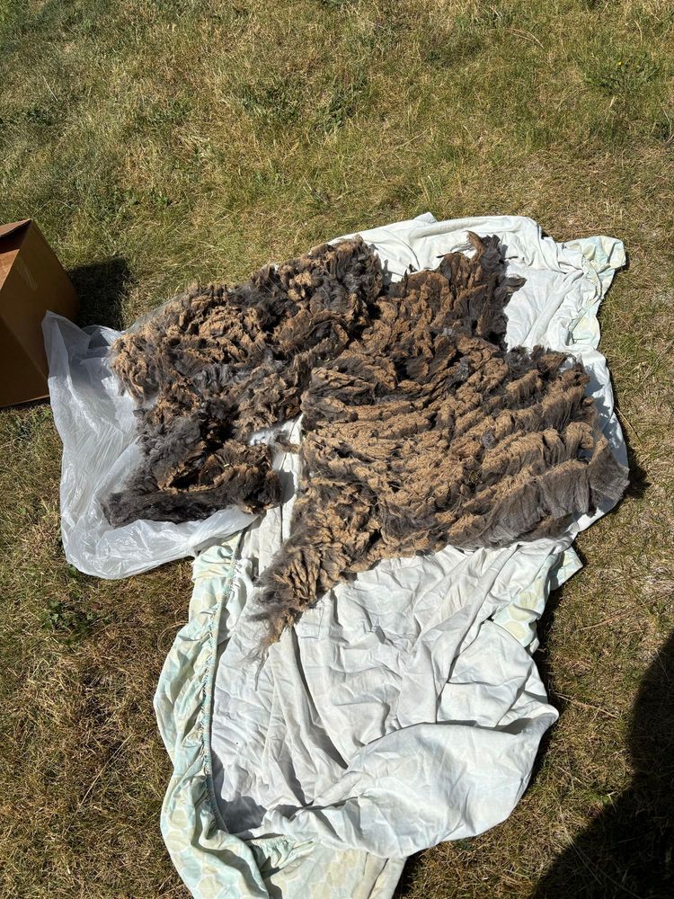 Full 4 pounds of fleece laid out on an old sheet in my yard.