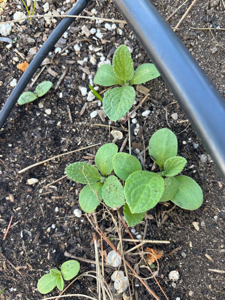 Tiny sprouts that I thought were sunflowers in my garden but i suspect are borage because of the shape of their second set of leaves, which are shaped with slightly spiky edges. 