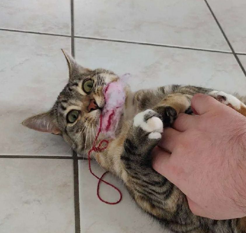 Photo de ma chatte Céleste qui a son jouet rose dans la bouche et qui est allongée par terre. Elle tient entre ses pattes avant une main qui lui touche le bidou. Elle a un air de cinglée mais ça c'est normal ✌️