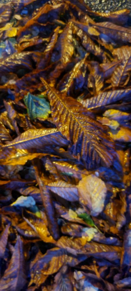 Heruntergefallene Kastanien- und andere  Laubblätter glänzen nach einem Regenschauer im Laternenlicht.