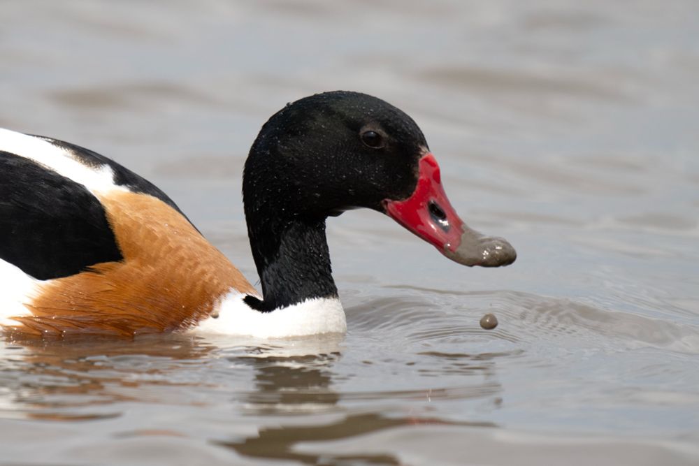 Bird shelduck uk wildlife 