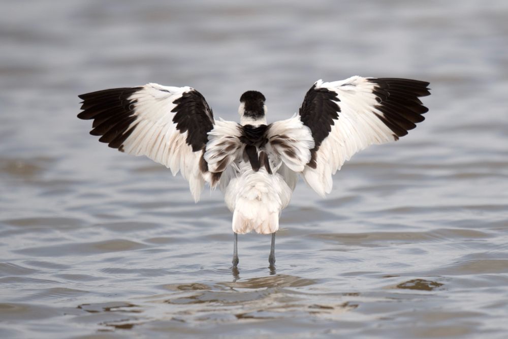Avoset uk bird 
