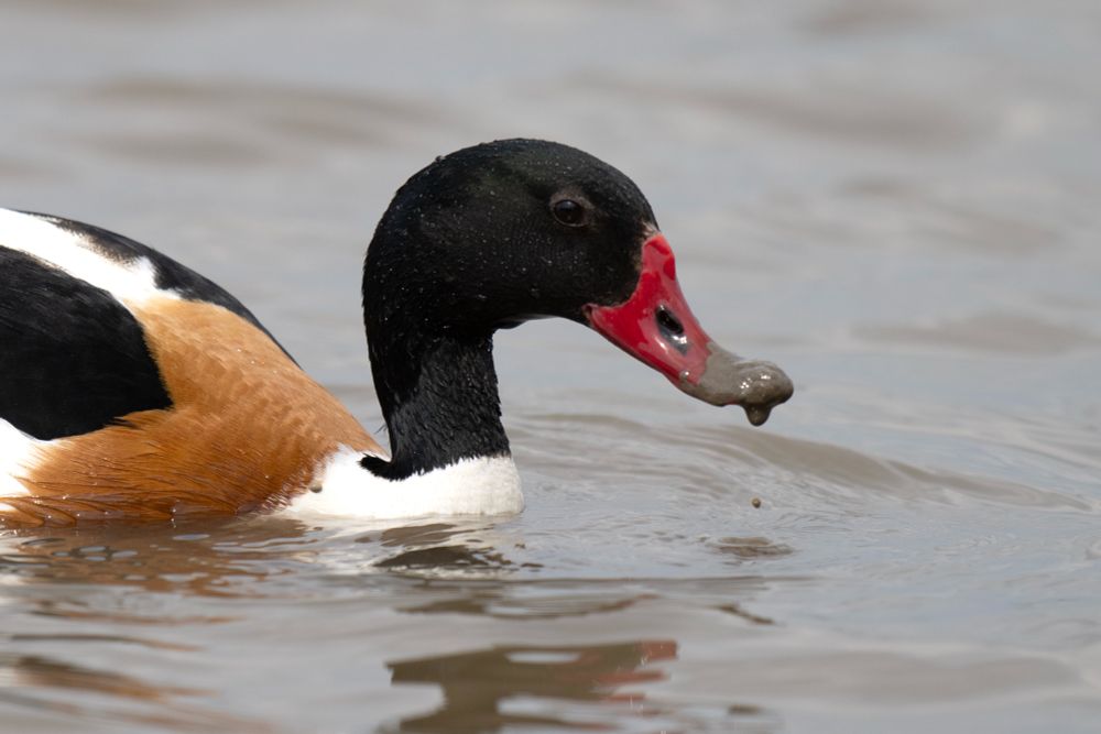 Bird shelduck uk wildlife 