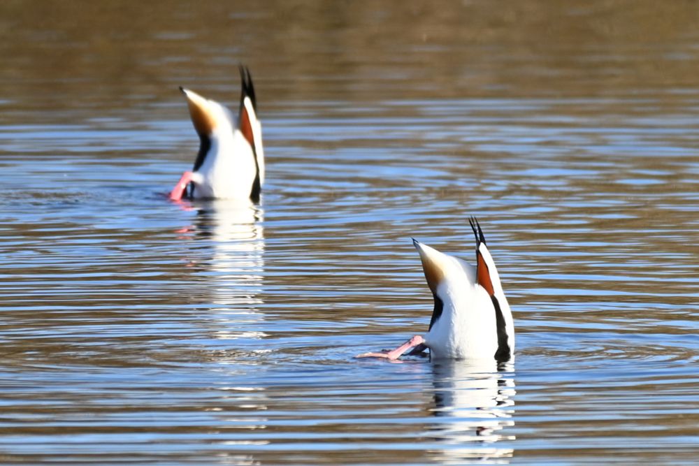 Bird shelduck uk wildlife 