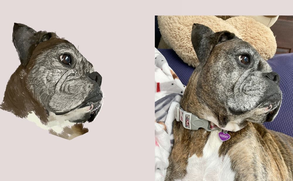 a painted image of my dog merry! she is a brindle boxer with a graying face. next to the painted photo of her is the reference image.