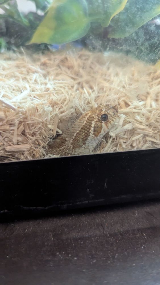 The head of a conda plains hognose sticks out of his Aspen like a strange smooth brained sprout