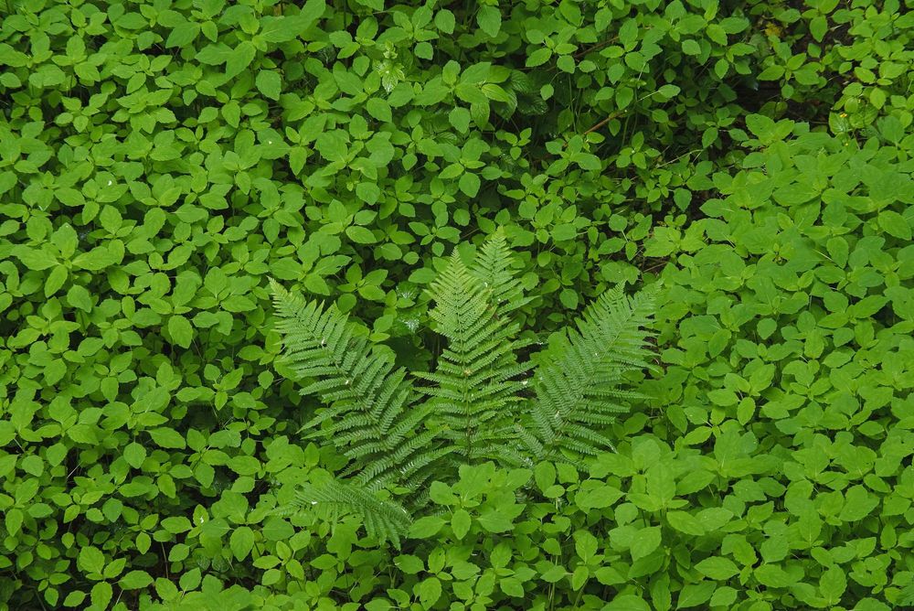 Nestled amidst a lush tapestry of small, leafy groundcover, a single fern unfurls its elegant fronds. The delicate, feathery leaves of the fern radiate outward, their intricate structure standing out against the dense, uniform carpet of low-growing plants.