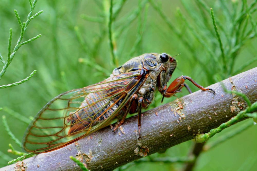 A cicada bug