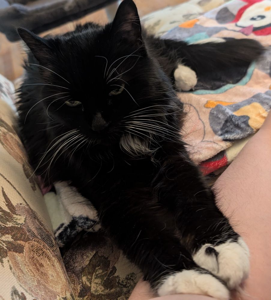 Really cute tuxedo kitty cat with arms stretched out and on top of her human's arm. 