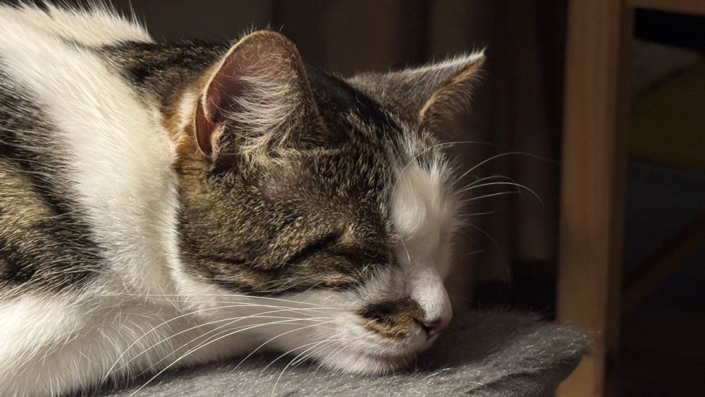 My cat sleeping on a chair. Eyes closed and relaxed.