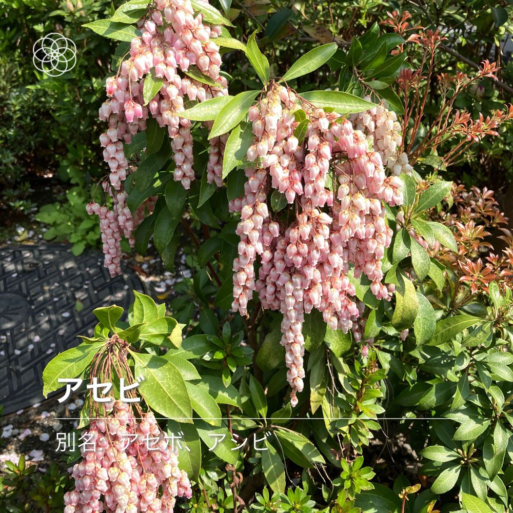 淡いピンクのアセビの花