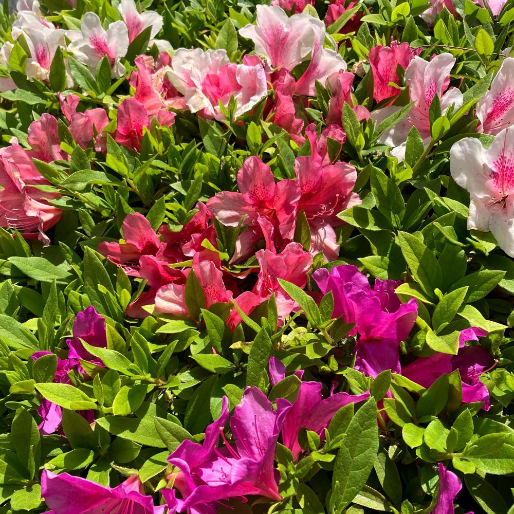 植樹帯のツツジの花（淡いピンクと朱色と鮮やかピンク）